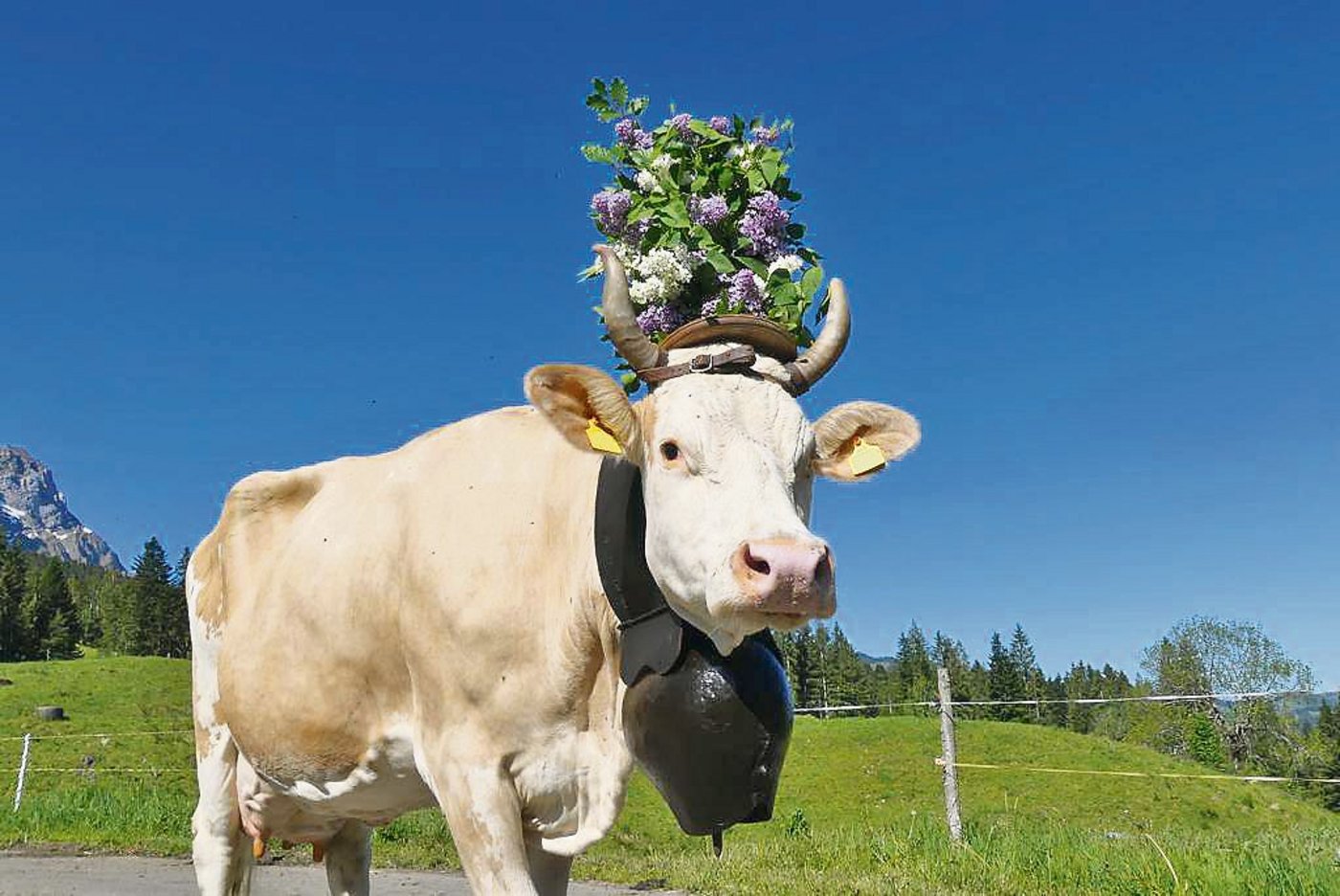 Ilona prächtig geschmückt: Die hübsche Simmentaler-Kuh ist zu Recht der Stolz der Familie Gerber. (Bild Hans Gerber)
