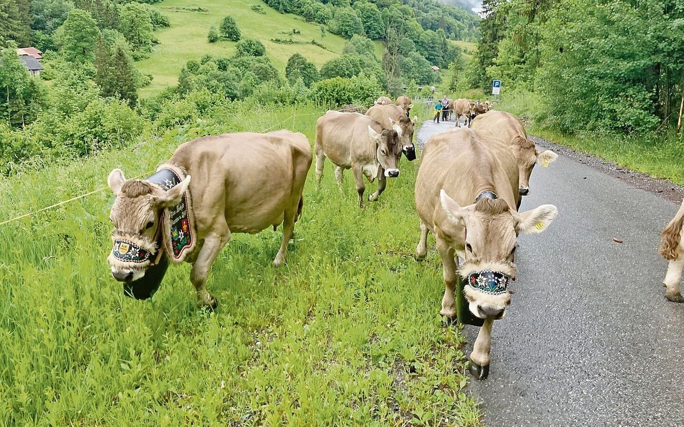 Im Juni geht es mit den Kühen z Alp. 
