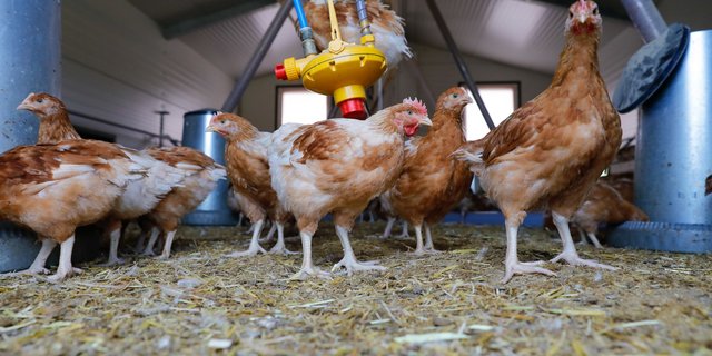 Geflügelhalter werden vom BLV dazu aufgefordert wichtige Punkte zur Vorbeugung weiterer Vogelgrippefälle zu beachten. (Bild Röthlisberger)