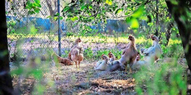 Um den Hühnern die hohen Temperaturen zu erleichtern, sollte der Auslauf, wenn möglich, durch Bäume beschattet werden. 