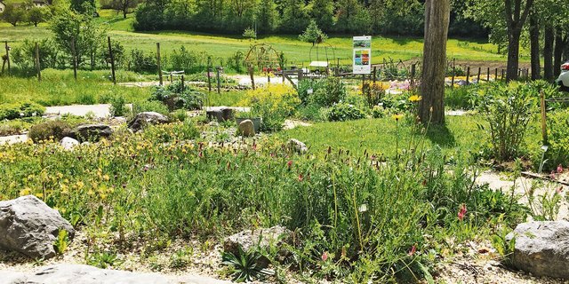 Im Liebegger Schulgarten, dem Reich von Flurina Zeindler und ihrem Team, hat es viele naturnahe Elemente. Aber auch klassische Blumenrabatten erfreuen das Auge und natürlich gibt es Gemüse und Kräuter zu ernten. (Bild Niklaus Trottmann, LZ Liebegg)