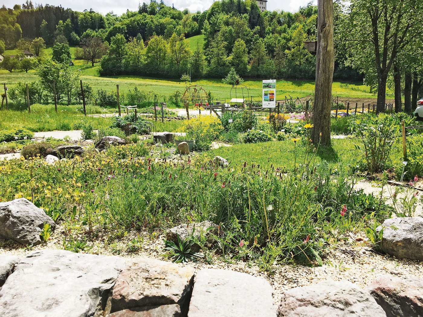 Im Liebegger Schulgarten, dem Reich von Flurina Zeindler und ihrem Team, hat es viele naturnahe Elemente. Aber auch klassische Blumenrabatten erfreuen das Auge und natürlich gibt es Gemüse und Kräuter zu ernten. (Bild Niklaus Trottmann, LZ Liebegg)