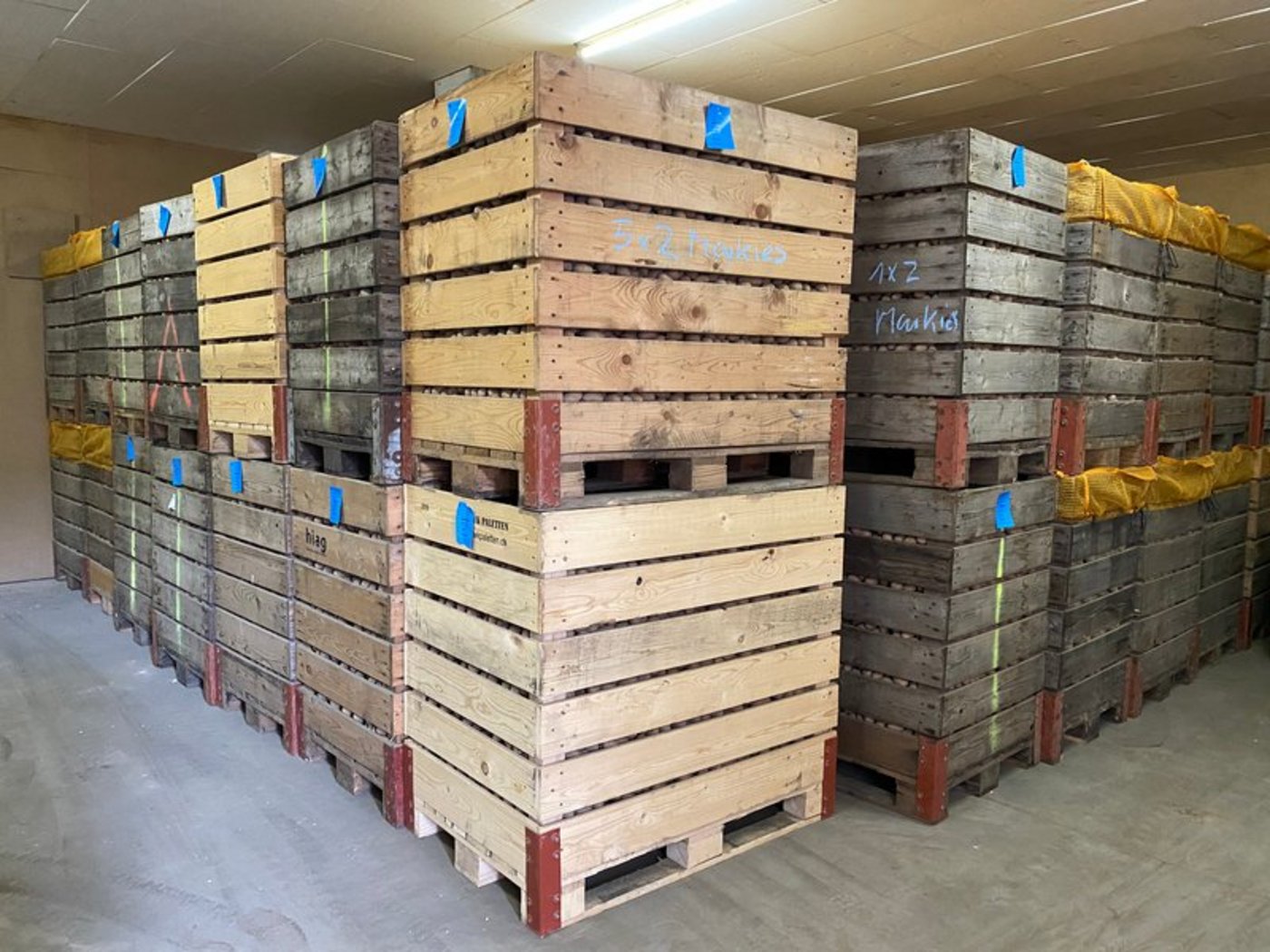 Die Kartoffeln, die nach dem heissen Sommer 2020 eingelagert wurden, waren weniger lange haltbar als üblich. (Symbolbild BauZ)