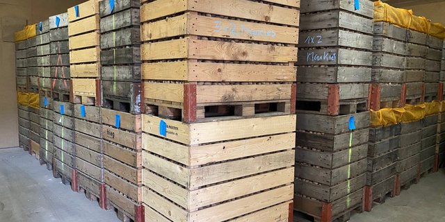 Die Kartoffeln, die nach dem heissen Sommer 2020 eingelagert wurden, waren weniger lange haltbar als üblich. (Symbolbild BauZ)