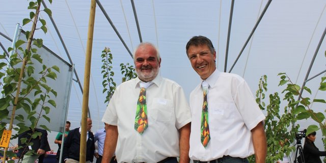 Die beiden Seetaler Obstproduzenten Urs Baur und Robert Siegrist haben die schweizweit grösste Aprikosenanbaufläche unter Folientunnel in Betrieb genomemen. (Bild zVg)