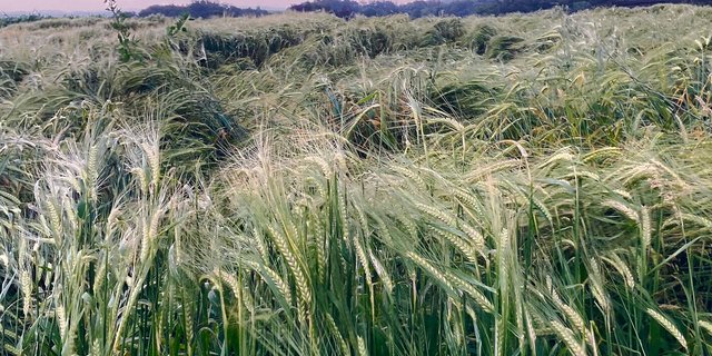 Die Braugerste im Anbauversuch in Salenstein TG musste schon einige Unwetter aushalten. Nach der Ernte werden die verschiedenen Sorten beurteilt und miteinander verglichen. (Bild Alexandra Stückelberger)