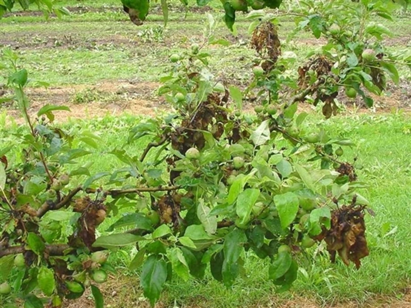 Feuerbrandbefall. (Bild FAW)