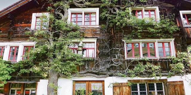 Ein Birnbaumspalier an der Gebäudefassade sieht nicht nur optisch schön aus, er bietet für Nützlinge Lebensraum und sorgt im Sommer für Abkühlung im Aussen- und Innenbereich. (Bild Silvia Meister)