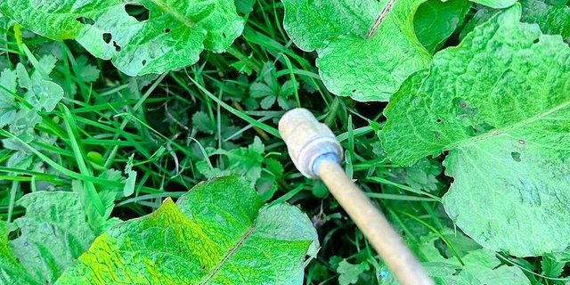 Selbst Einzelbehandlung von Blacken braucht eine Fachbewilligung –  oder umfassende Instruktion durch den Inhaber einer Bewilligung. 