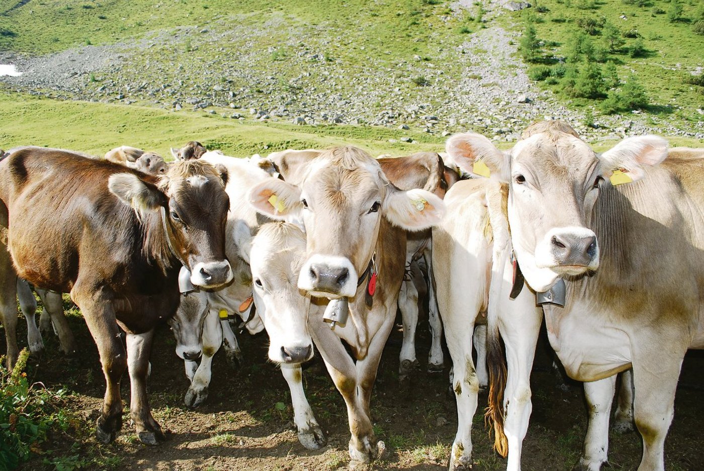 Im Melchtal stürzte eine aufgescheuchte Rinderherde in den Tod. Die Ursache bleibt unklar. (Symbolbild ak)