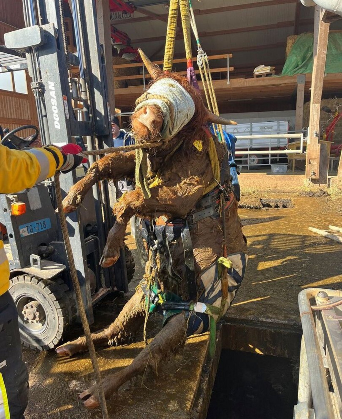 Die Grosstierrettung aus misslichen und auch gefährlichen Lagen bedarf trainiertem Personal und tierspezifischem Material.