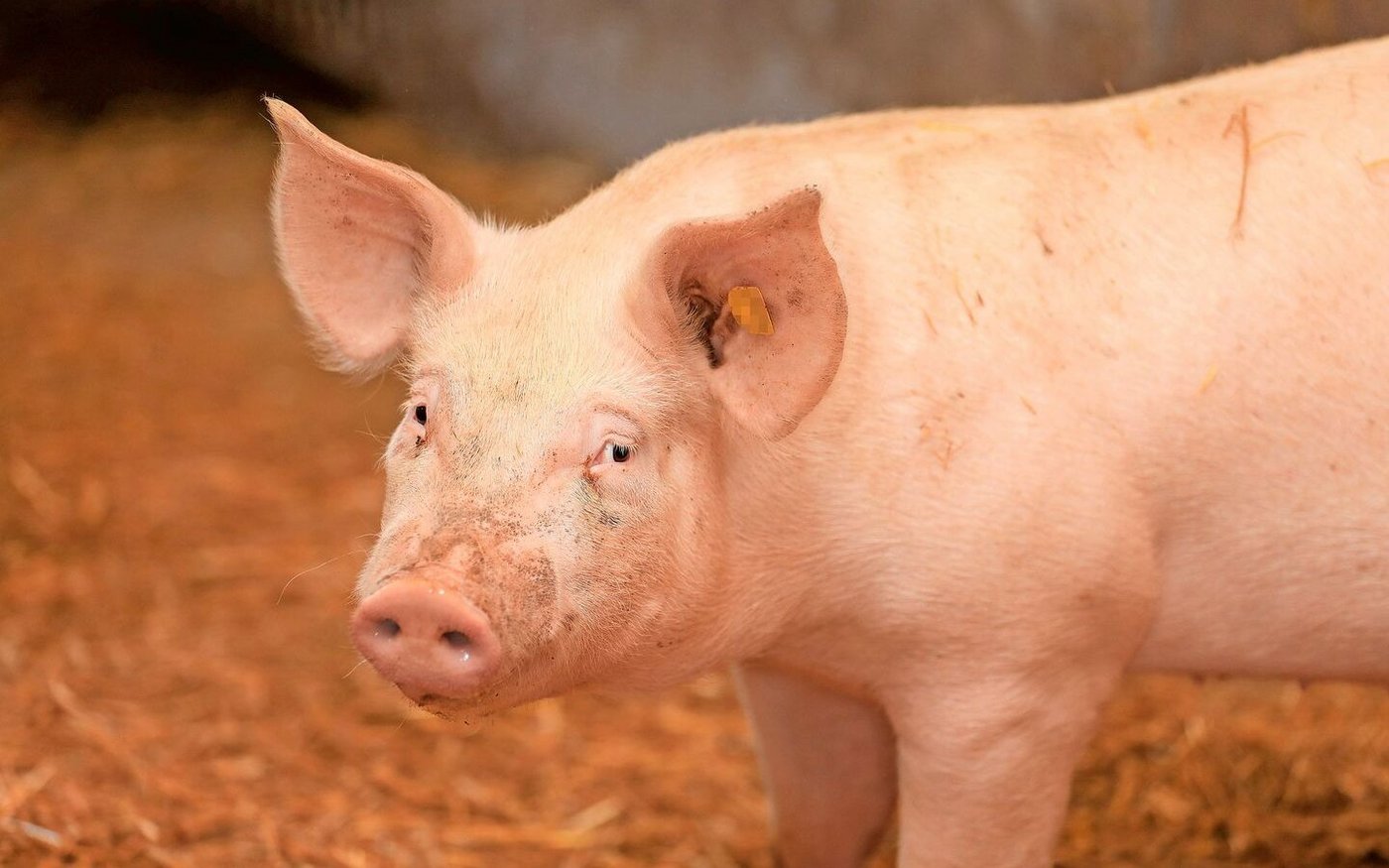 Die Anzahl Schweine ist rückläufig. Darum scheint eine Fusion mit Bayern unumstritten. Kritisiert wird aber die Form. 