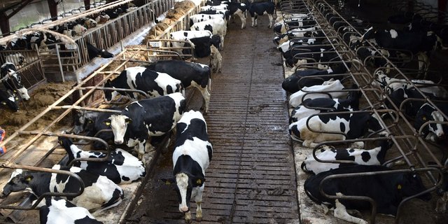 Milchkühe in einem Stall. (Symbolbild Pixabay)