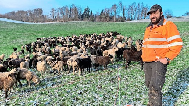 Stefan Stadelmann bei seiner Schafherde in einer Weide in Adligenswil. Für den Wolfschutz genüge wie hier theoretisch ein Zaun von 90 cm Höhe. Sein Hund springe allerdings über 1,5 m hohe Zäune…  