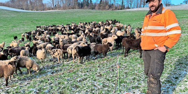 Stefan Stadelmann bei seiner Schafherde in einer Weide in Adligenswil. Für den Wolfschutz genüge wie hier theoretisch ein Zaun von 90 cm Höhe. Sein Hund springe allerdings über 1,5 m hohe Zäune…  