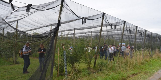 Die Interreg-Versuchsanlage in Sommeri ist komplett eingenetzt. Um Raubmilben anzusiedeln, wurden verschiedene Sträucher gepflanzt (im Vordergrund des Bildes zu sehen). (Bild Isabelle Schwander)