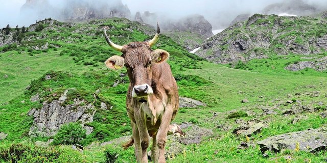 Rindvieh gehört zur Alpwirtschaft und hat Landschaft wie auch Artenvielfalt im Sömmerungsgebiet geprägt. Problematisch ist aber eine Intensivierung z. B. mit erhöhtem Kraftfuttereinsatz. 