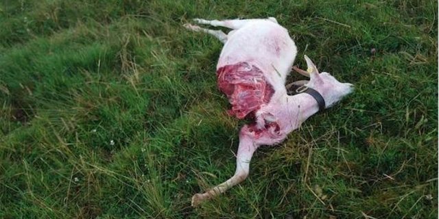 Welches Tier die Ziege gerissen hat, steht noch nicht fest. (Bild Michael Oesch)