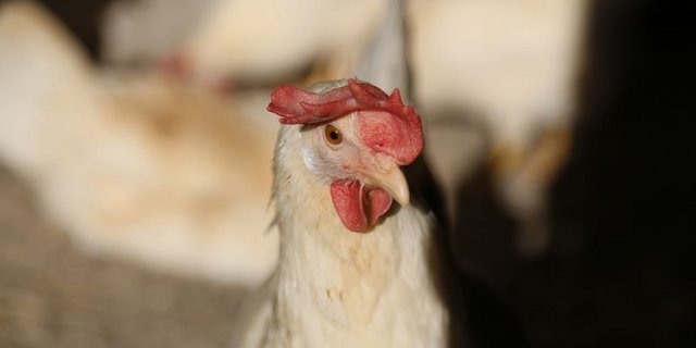 Biosicherheitsmassnahmen sind wichtig, um das Einschleppen zu verhindern. (Bild ji)