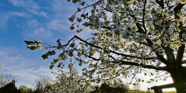 Hochstammbäume gehören vielerorts zum typischen Landschaftsbild der Schweiz. Ihre Pflege ist aufwendig und durch die KEF bedroht. Aber auch eine Annahme der Trinkwasser-Initiative könnte sie massiv zurückdrängen.(Bild Simone Barth)