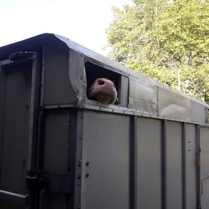 Tiertransporte bei Hitze können tödlich enden Der Frischluftzufuhr und dem Schutz vor Sonne ist dieser Tage beim Transport von Nutztieren grosse Beachtung zu schenken. (Bild sb)