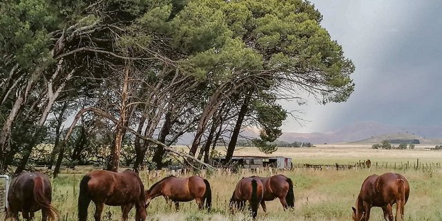 Ein Bild mit Seltenheitswert: Sechs Urfreiberger weiden in der unendlichen Weite Argentiniens. (Bild Familie Tschol)