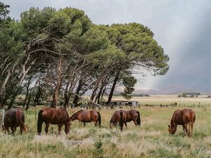 Ein Bild mit Seltenheitswert: Sechs Urfreiberger weiden in der unendlichen Weite Argentiniens. (Bild Familie Tschol)