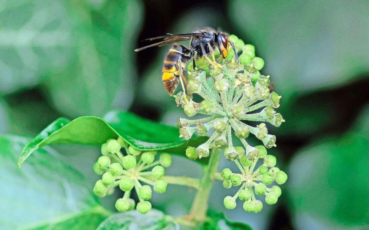 Im Gegensatz zur einheimischen ist die Asiatische Hornisse in der Grundfärbung schwarz und ein gefürchteter Bienenschädling.
