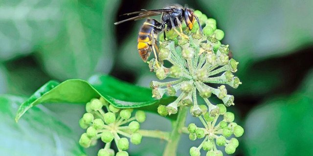 Im Gegensatz zur einheimischen ist die Asiatische Hornisse in der Grundfärbung schwarz und ein gefürchteter Bienenschädling.