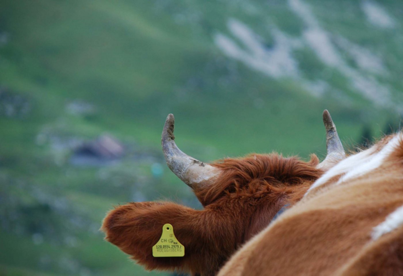 Nun sagt auch der Bäuerinnen- und Landfrauenverband Nein zu behornten Kühen. (Bild Eva Schletti/landwirtschaft.ch)