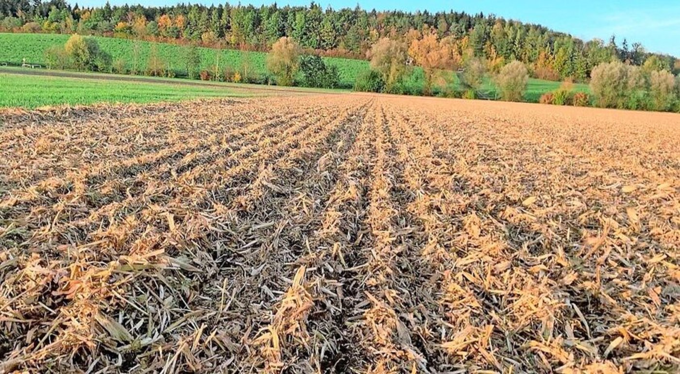 Direktsaat gehört ins Konservierende Anbausystem. Dank der Ernterück-stände bleibt der Boden geschützt und aktiv.