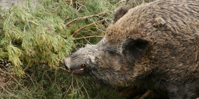 Die grössten Schäden werden durch Wildschweine verursacht. (Bild lid)