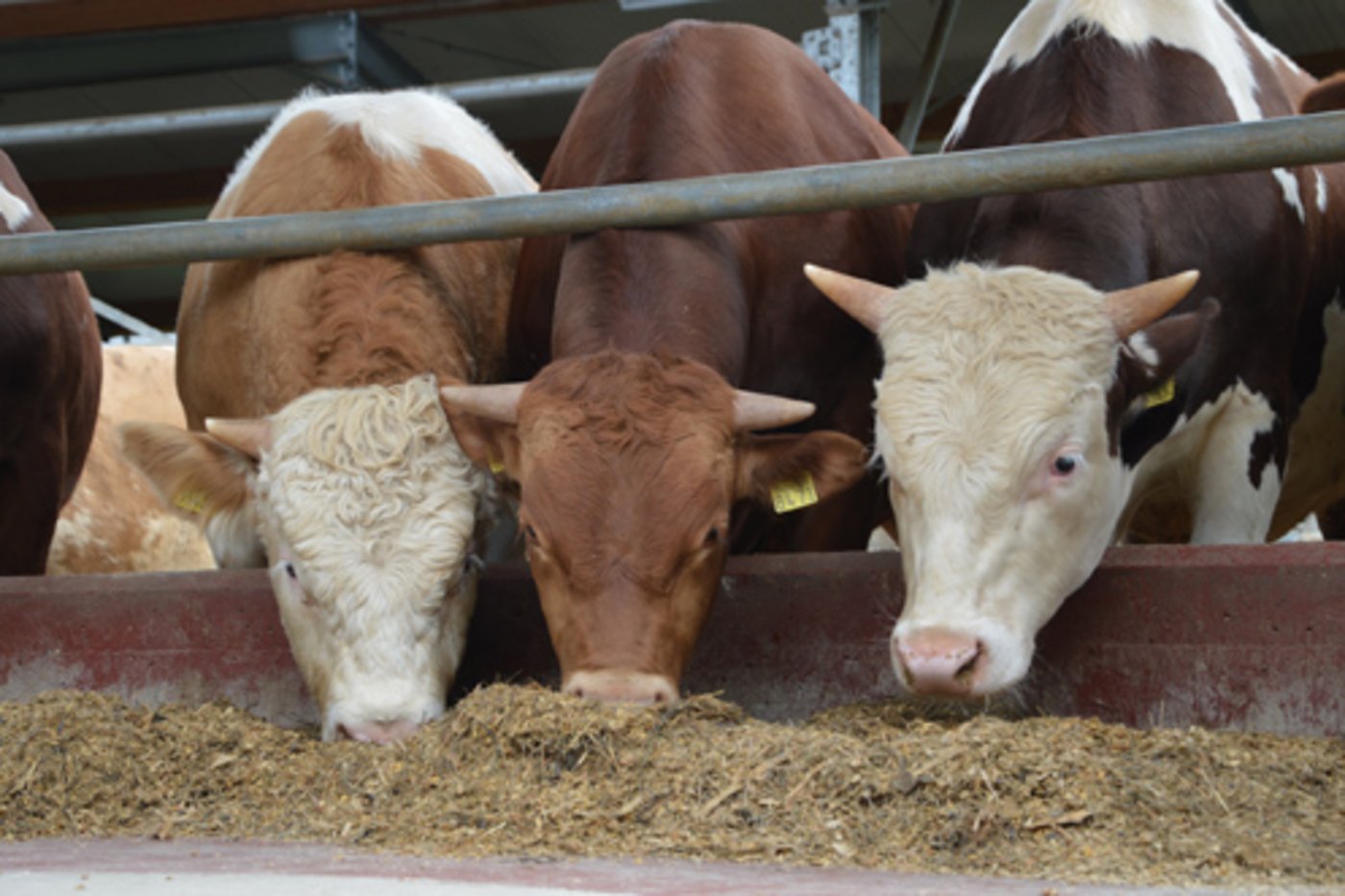 Die Fleischbranche verspricht sich von der neuen Meldestelle eine Stärkung des Images von Schweizer Fleisch. (Bild Melior)