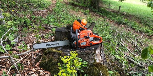 Bis auf Weiteres macht es kaum Sinn, die Motorsäge für anderes als den Forstschutz einzusetzen. (Bild BauZ)