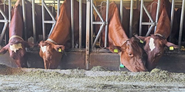 Gnitzen überwintern in Ställen. Das hat zur Folge, dass es keine wirklich vektorfreie Zeit mehr gibt.