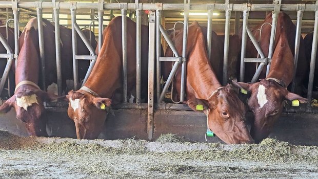 Gnitzen überwintern in Ställen. Das hat zur Folge, dass es keine wirklich vektorfreie Zeit mehr gibt.