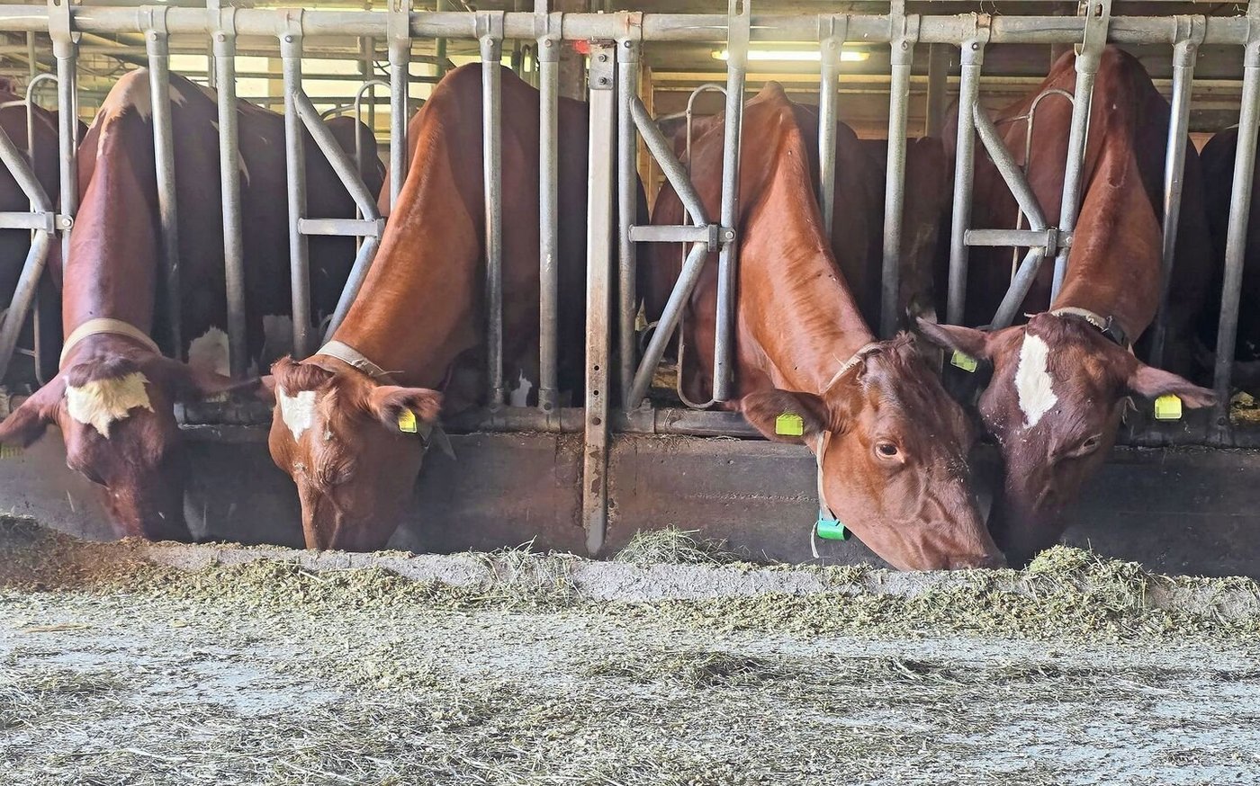 Gnitzen überwintern in Ställen. Das hat zur Folge, dass es keine wirklich vektorfreie Zeit mehr gibt.
