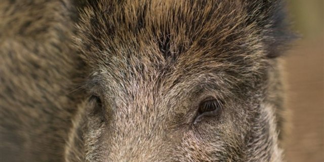 Beim Wildschwein gilt nun per Gesetz eine verkürzte Schonzeit vom 1. März bis 30. Juni. (Bilder Pixabay)