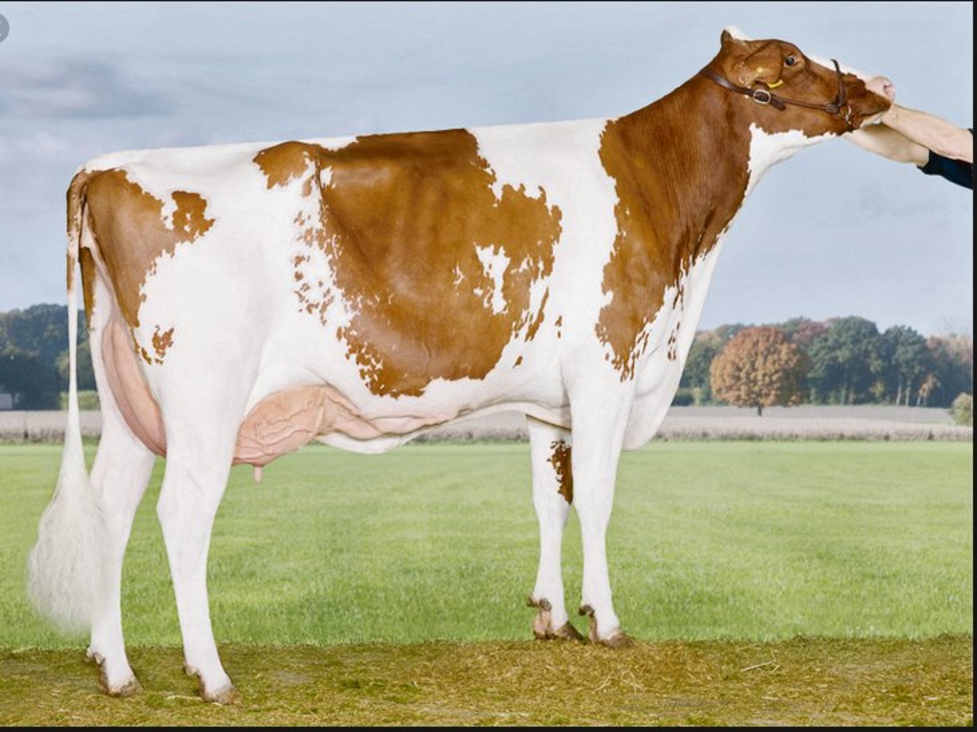 Nugget Dana ist die Mutter des Genomstiers Panders.(Bild Alex Arink)