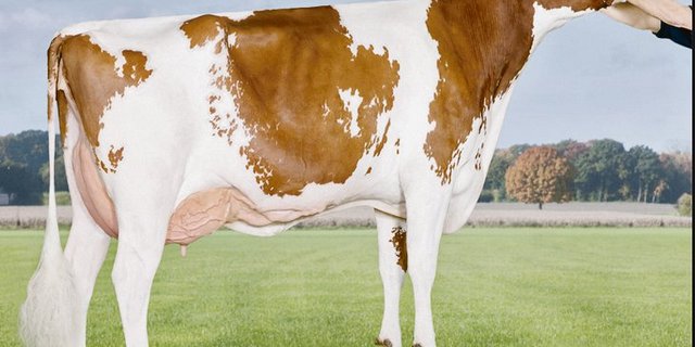 Nugget Dana ist die Mutter des Genomstiers Panders.(Bild Alex Arink)