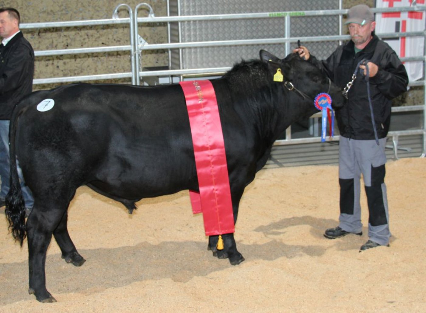 Vize-Champion bei den Angus wurde der Stier BPE-Tresor von Herbert Pfister aus Effingen AG. Der mit 91 in der Synthese beurteilte, hornlose Stier aus kanadischer Abstammung glänzte mit der guten Formatnote von 93, einer mit Note von 91 in der Bemuskelung und 89 Punkten im Fundament. Er war mit 5400 Franken der teuerste  Angusstier der Auktion. (Bilder: Hans Rüssli)