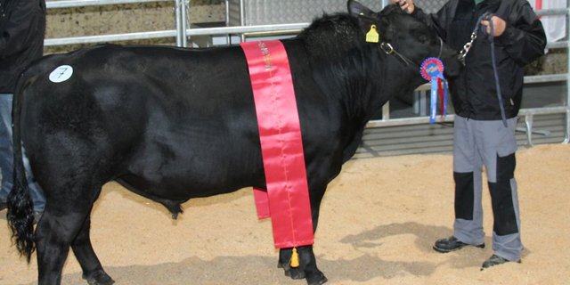 Vize-Champion bei den Angus wurde der Stier BPE-Tresor von Herbert Pfister aus Effingen AG. Der mit 91 in der Synthese beurteilte, hornlose Stier aus kanadischer Abstammung glänzte mit der guten Formatnote von 93, einer mit Note von 91 in der Bemuskelung und 89 Punkten im Fundament. Er war mit 5400 Franken der teuerste  Angusstier der Auktion. (Bilder: Hans Rüssli)