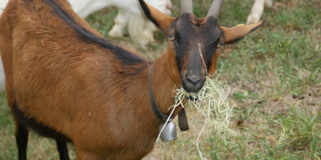 Ziegen waren in den Alpen schon vor 7000 Jahren beliebte Haustiere. (Symbolbild jr)