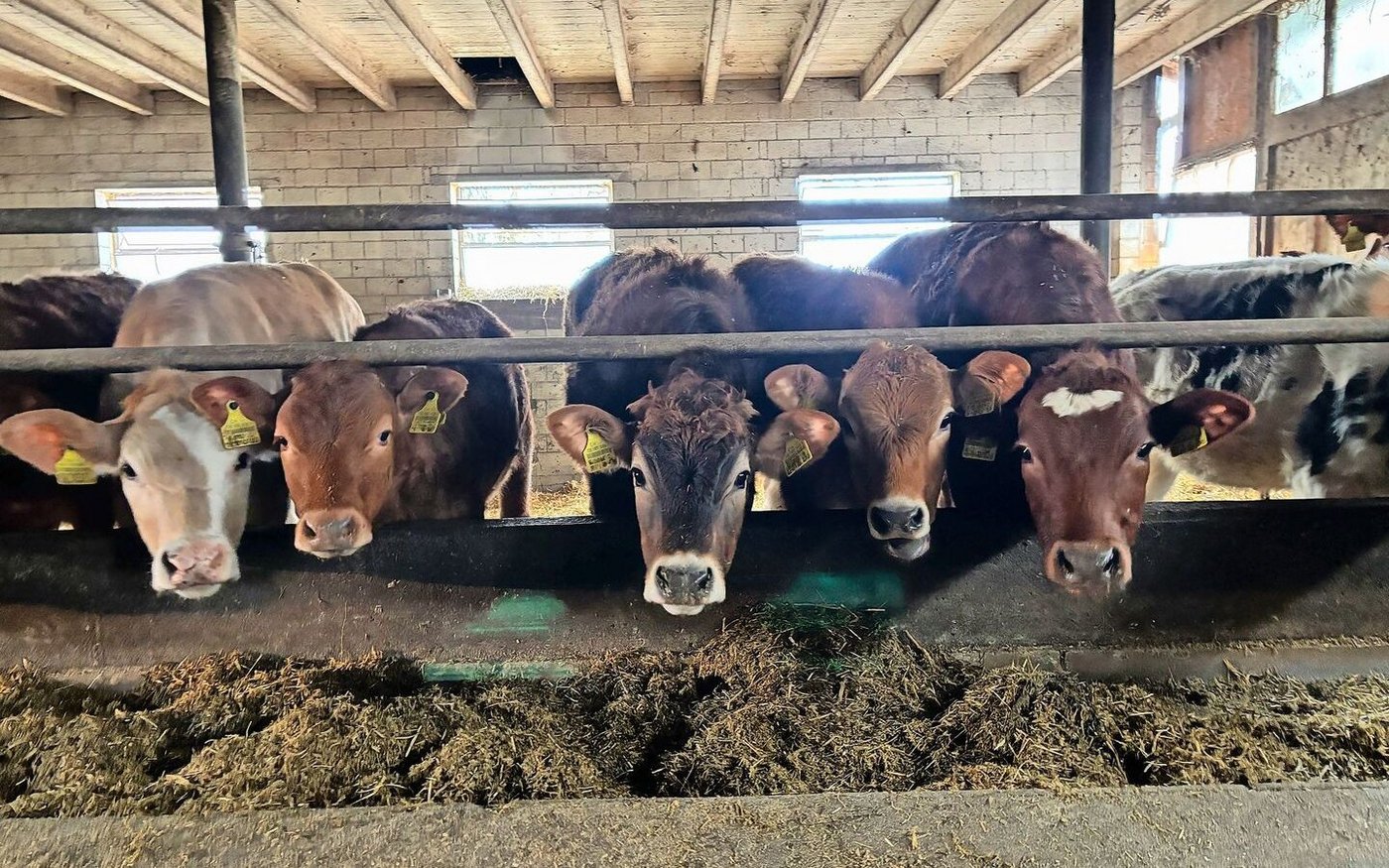 Eine Praxisdemo der Bud Box, Inputs zu Kuhsignalen, Diskussionen zur Kälberimpfung: Der Rindviehtag bietet Platz für alles Mögliche.