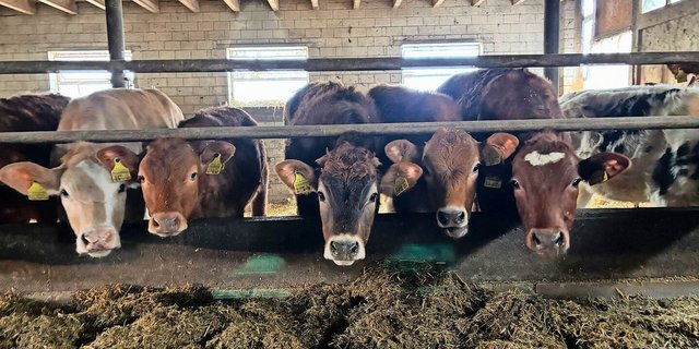 Eine Praxisdemo der Bud Box, Inputs zu Kuhsignalen, Diskussionen zur Kälberimpfung: Der Rindviehtag bietet Platz für alles Mögliche.