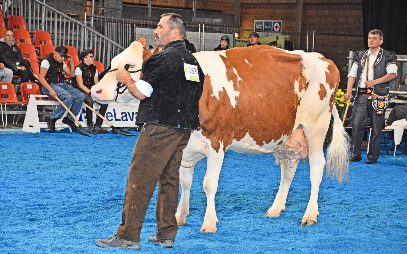 Die älteste Kuh und mit 108 864 kg Lebensleistung: Schönegg Volvic Lara von Niklaus und Isabelle Berger, Burgistein.