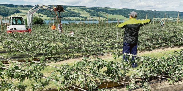 Obstanlage bei Markus Thali in Gelfingen. Dank dem nassen Boden wurden die jungen Apfelbäume nur umgelegt. Jetzt wird wieder passgenau gepfählt, verdrahtet und eingenetzt. Und die Bäume wieder aufgestellt. (Bild Josef Scherer)