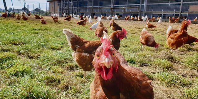 Braune Hühner scharren auf der Weide im Gras.