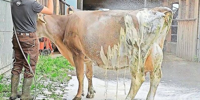 Der Clappt-Nutztier-Schaumreiniger basiert auf Molke und kann bedenkenlos bei Nutztieren angewendet werden.