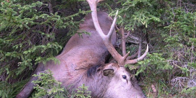 Der Beschuldigte wollte die Abschüsse von zwei Kronenhirschen verheimlichen. (Bild polizei-schweiz.ch)